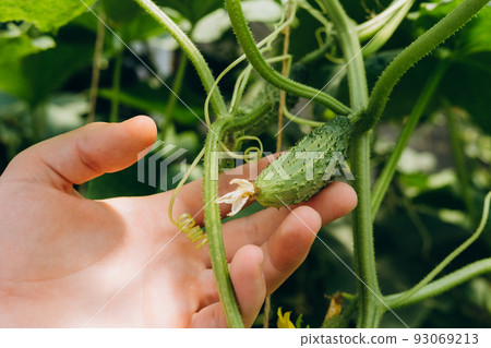 Hands holding small growing cucumber in urban home garden. Urban home gardening concept Hands holding small growing cucumber in urban home garden. Urban home gardening concept 93069213