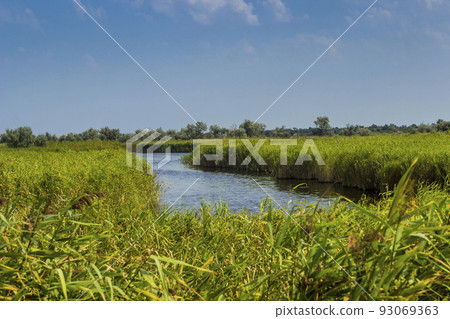 a wide reed marshland in Ukrainian part of Danube delta, Ukraine 93069363