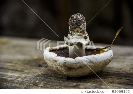 mushroom dried on a wooden table mushroom dried on a wooden table 93069365