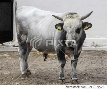 white bull in the zoo white bull in the zoo 93069573