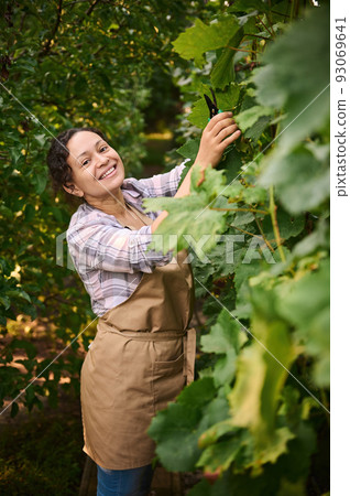 Multiethnic middle-aged charming woman, winegrower, in beige apron stands in the rows of a vineyard, smiles looking at the camera while harvesting ripe grapes. Viticulture. Growing organic grapes. 93069641