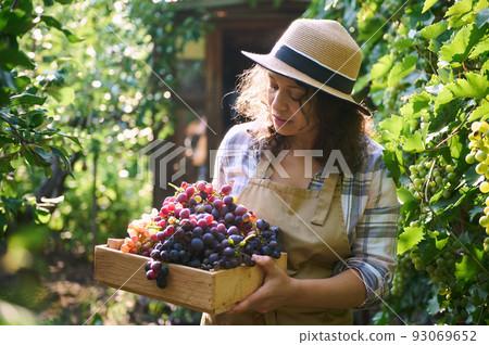 Successful multi-ethnic woman entrepreneur, eco farmer, vine grower wearing beige apron and a straw hat standing in vineyard with a wooden crate full of freshly harvested organic juicy and ripe grapes 93069652