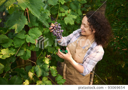 Pleasant curly-haired brunette, multiethnic charming woman viticulturist, wine grower, vintner picking ripe purple grapes in a vineyard, enjoying harvesting on an early sunny autumn day. Agriculture 93069654