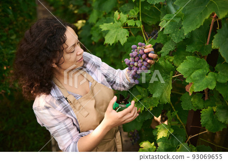 Charming curly-haired Latin American woman wearing a plaid shirt and a beige apron, holding garden shears and picking fresh organic purple grapes in eco vineyard. Autumn harvest time Charming curly-haired Latin American woman wearing a plaid shirt and a beige apron, holding garden shears and picking fresh organic purple grapes in eco vineyard. Autumn harvest time 93069655