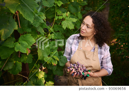 Gorgeous multiethnic woman, experienced viticulturist, successful vine grower in beige apron, harvests grapes in vineyard, for sale in farmers markets. Agriculture. Viniculture. Agribusiness. Agronomy 93069656