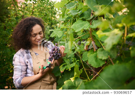 African American pleasant woman, eco farmer, successful entrepreneur, experienced viticulturist, vine grower harvesting grapes in vineyard, for sale in markets. Viticulture and agribusiness concept African American pleasant woman, eco farmer, successful entrepreneur, experienced viticulturist, vine grower harvesting grapes in vineyard, for sale in markets. Viticulture and agribusiness concept 93069657