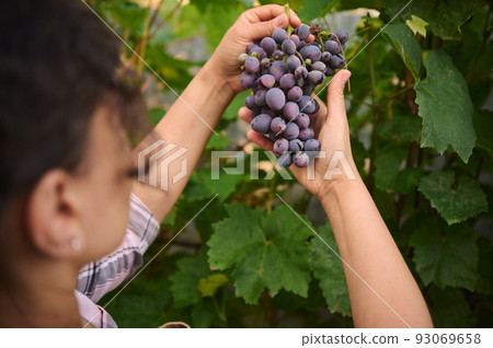 View from the back of a woman vine grower, viticulturist holding purple grapes hanging in the vineyard and inspecting them for ripeness. Viticulture. Agribusiness View from the back of a woman vine grower, viticulturist holding purple grapes hanging in the vineyard and inspecting them for ripeness. Viticulture. Agribusiness 93069658