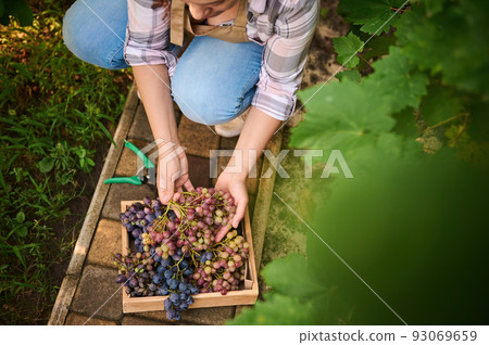View from above of a female viticulturist, vine grower, harvesting ripe and juicy organic grapes in a vineyard. Viticulturist. Agribusiness. Horticulture. Eco farming 93069659
