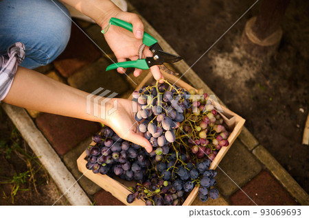 Top view. Woman hands holding garden shears and bunch of purple grapes over wooden crate with fresh harvest in a vineyard. Viticulture. Eco agriculture. Growing Organic Fruits and berries in eco farm 93069693