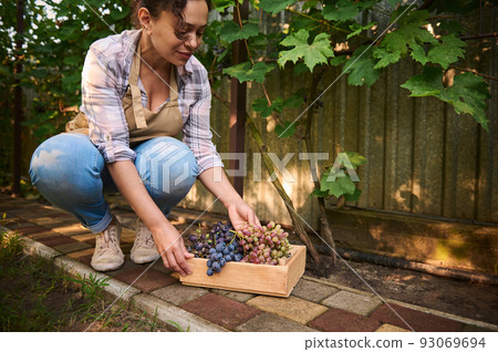 Beautiful woman vine grower putting freshly picked organic ripe and juicy grapes into a wooden crate. Growing different varieties of grapes for wine production. Agribusiness. Viticulture. Copy space 93069694