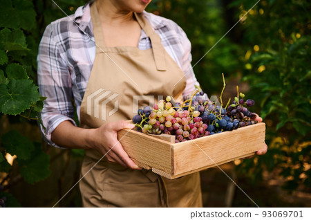 Selective focus. Cropped view of ripe, juicy organic grapes in a wooden box in the hands of a woman, winegrower, viticulturist amateur standing in a vineyard during harvest. Close-up. 93069701