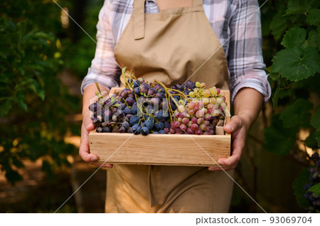 Cropped view of a viticulturist wearing a beige apron, in an eco vineyard during harvest time holding wooden crate with freshly harvested crop of organic grapes. Agribusiness. Viticulture. Eco farming 93069704