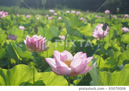 1 伊勢市二見町相民之森的男鹿蓮花 93070006