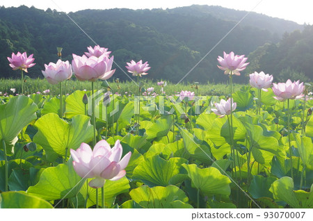 伊勢市二見町相民之森的男鹿蓮花2 93070007