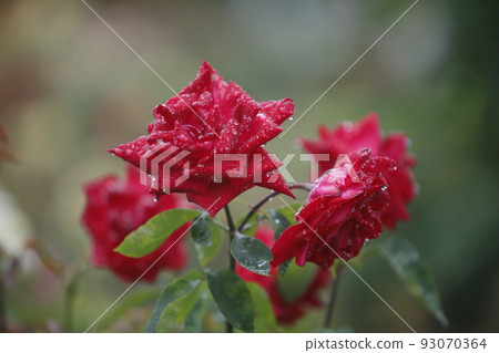 荒尾市少女公民花壇玫瑰花， 93070364