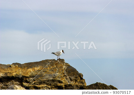 a seagull (Chroicocephalus genei) on the big stone on Azov Sea in Ukraine a seagull (Chroicocephalus genei) on the big stone on Azov Sea in Ukraine 93070517