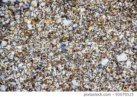 pieces of damaged seashells on the shore of the Azov sea, Ukraine 93070525