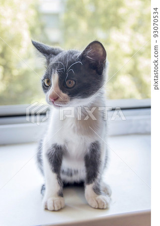 a cute grey male kitty sitting on windowsill 93070534