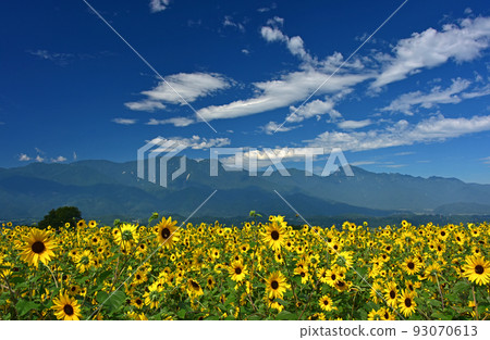 明野向日葵田和南阿爾卑斯山 93070613