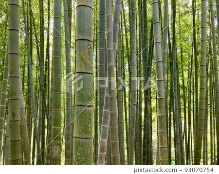 竹林風光 竹林風光 93070754