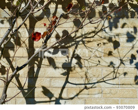 The shadows of the sunlight filtering through the trees on the wall, the leaves that turned red The shadows of the sunlight filtering through the trees on the wall, the leaves that turned red 93070809