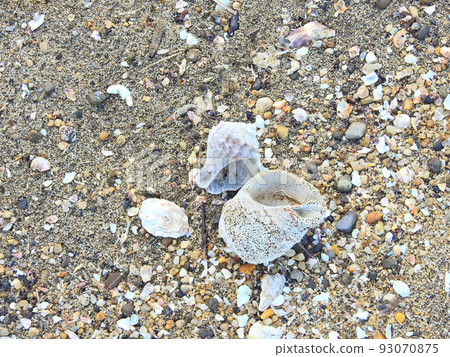 Seashells washed up on the sandy beach 93070875