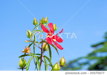 A perennial mallow plant with large bright red flowers. 93070877