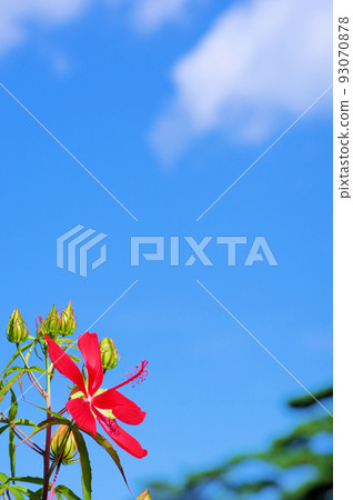 A perennial mallow plant with large bright red flowers. A perennial mallow plant with large bright red flowers. 93070878