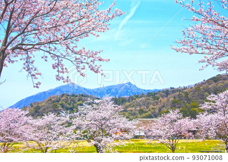 Sakura in Hojo Oike and Mt. Tsukuba 93071008
