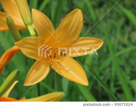 新的一天與黃花菜的鮮豔花語之一 93071024