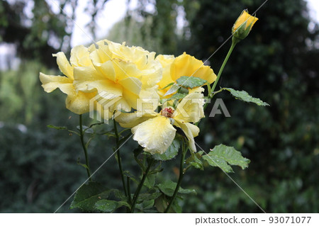 Yellow rose  blooming in beautiful summer gardens surrounding Zagreb, Croatia 93071077