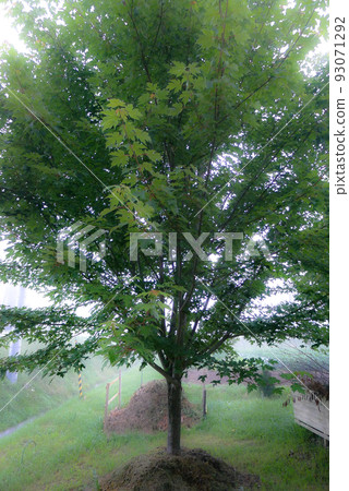 This is a request for August from Kokurokugo in the north. 93071292