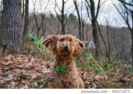 玩具貴賓犬在秋山中散步 93071977