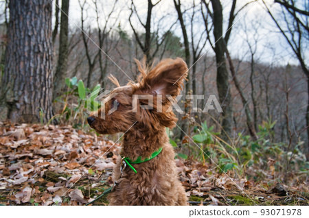 玩具貴賓犬在秋山中散步 93071978