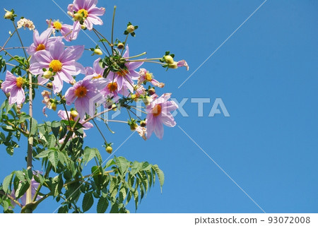 藍天和皇帝大麗花花 93072008