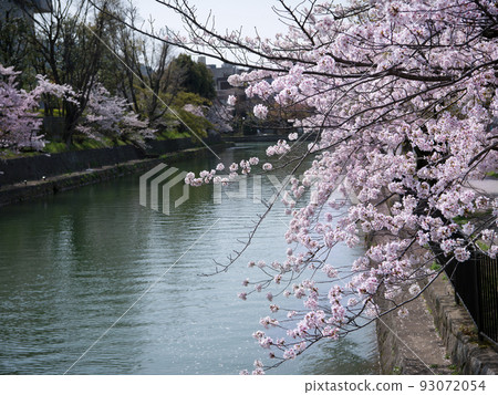 京都琵琶湖運河左京區的櫻花 京都琵琶湖運河左京區的櫻花 93072054