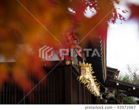 Autumn leaves at Shimogamo Shrine Sakyo Ward, Kyoto Prefecture 93072067