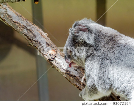 A cute and humorous koala figure A cute and humorous koala figure 93072194