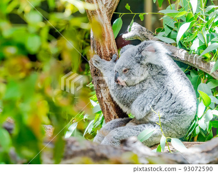 A cute and humorous koala sitting on a tree and taking a break 93072590