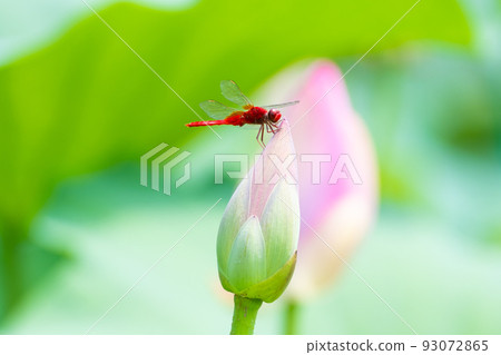 Scarlet dragonfly perching on the Oga lotus bud Scarlet dragonfly perching on the Oga lotus bud 93072865