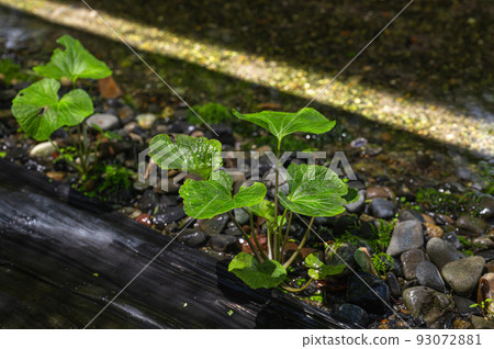 Wasabi field 93072881