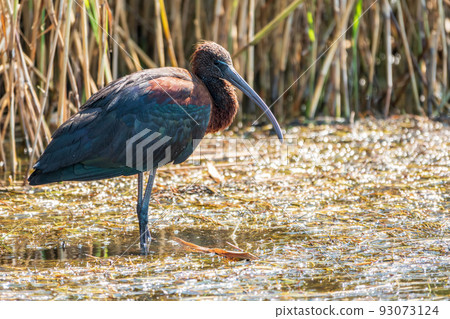 The glossy ibis, latin name Plegadis falcinellus, searching for food in the shallow lagoon. 93073124