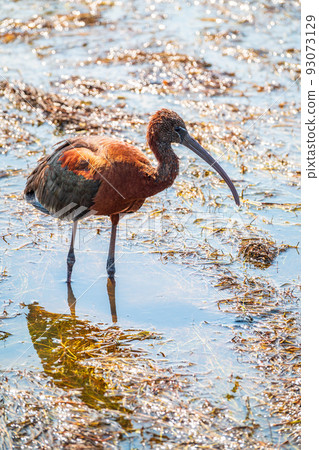 The glossy ibis, latin name Plegadis falcinellus, searching for food in the shallow lagoon. 93073129