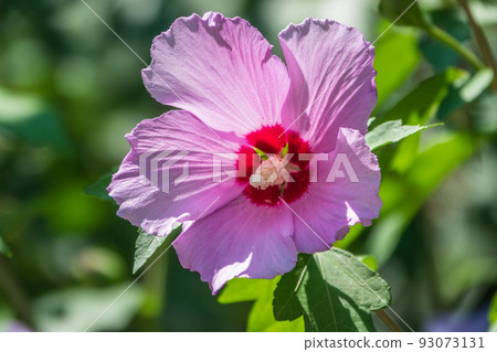 Pink flowers of Hibiscus moscheutos plant close-up. Hibiscus moscheutos, swamp hibiscus, 93073131