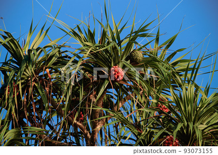 Pandanus tectorius, a species of Pandanus also known as screwpine or Hala Tree Pandanus tectorius, a species of Pandanus also known as screwpine or Hala Tree 93073155