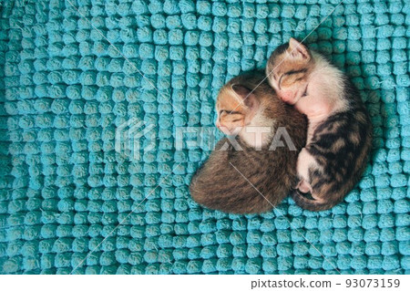 Two little kitten asleep and huddled together for warmth Two little kitten asleep and huddled together for warmth 93073159