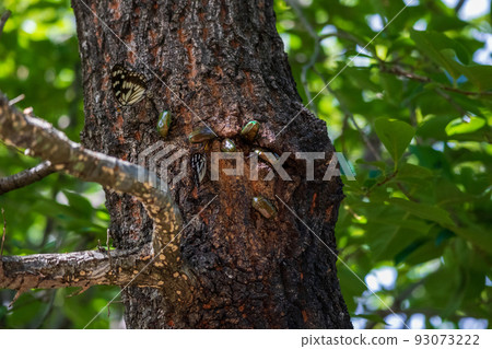 Japanese sawfly and butterflies gathered in the sap of the oak tree 93073222