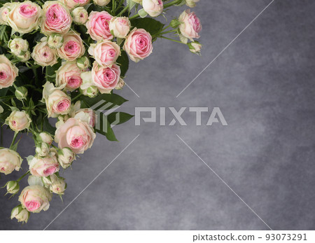 Beautiful bouquet of pink rose flowers on gray Beautiful bouquet of pink rose flowers on gray 93073291