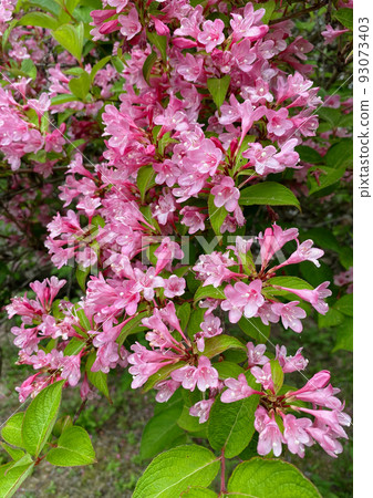 Taniugi's flower 93073403