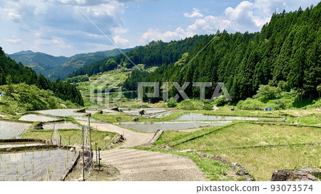 水稻種植後的梯田[四谷梯田/愛知縣新城市] 93073574